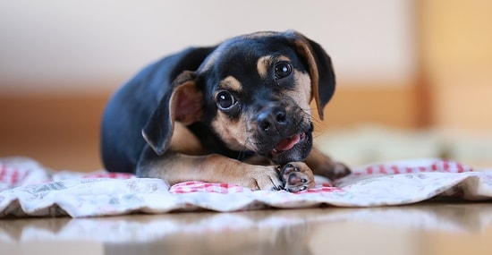 Пройди тест, и мы скажем, собакой какой породы ты мог бы быть