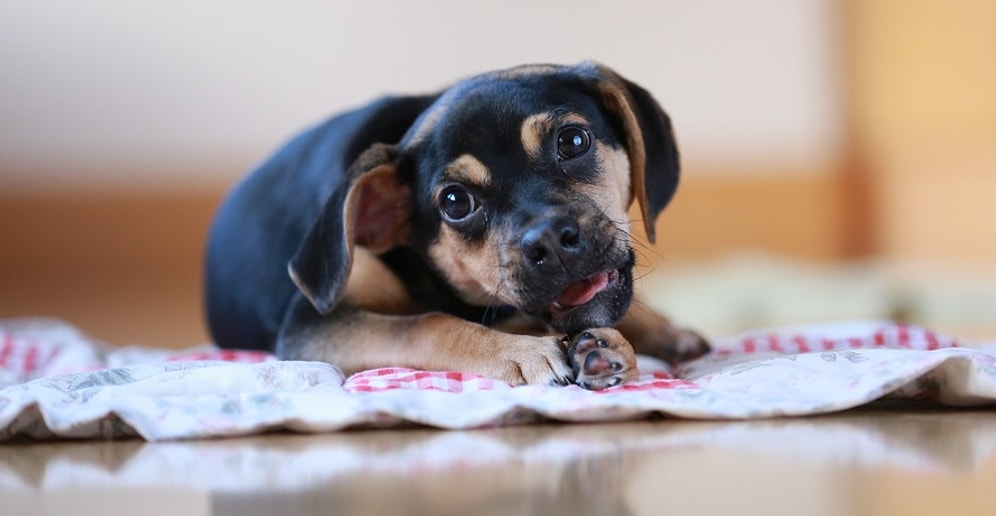 Пройди тест, и мы скажем, собакой какой породы ты мог бы быть