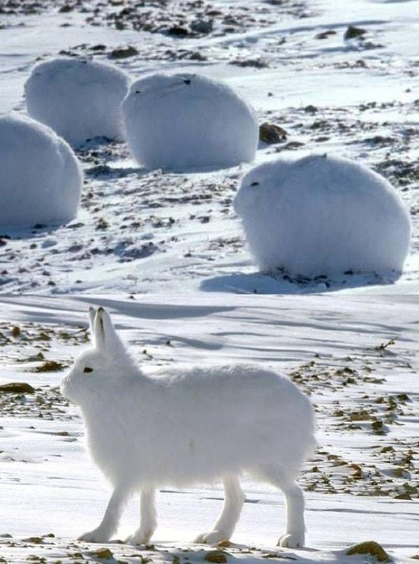 13. Kutup koşullarına adapte olmuş kutup tavşanları. 🐰