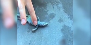 Kertenkeleye Kalp Masajı Yaparak Hayata Döndüren Adam
