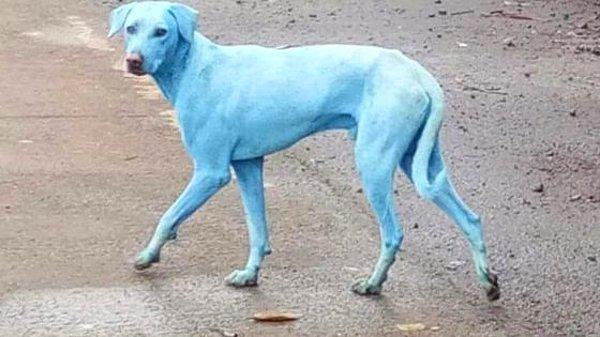 Navi Mumbai'deki sokak köpekleri, işlenmemiş endüstriyel atıkların Kasadi nehrine atılması sonucunda maviye boyanıyor olabilir.