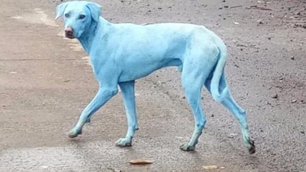 Dogada Yarattigimiz Tahribatin Urkutucu Sonuclarindan Biri Mumbai Nin Mavi Kopekleri