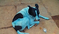 Doğada Yarattığımız Tahribatın Ürkütücü Sonuçlarından Biri: Mumbai'nin 'Mavi Köpekleri'
