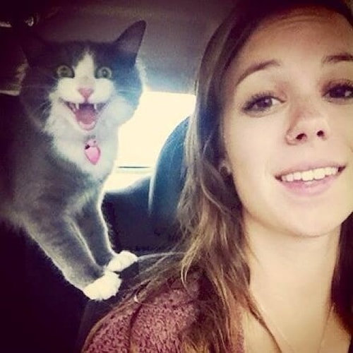 Fotoğraf Çekildiği İnsana 'Senin Abuk Subuk Selfielerinde Olmak İstemiyorum' Diyen 26 Kedi