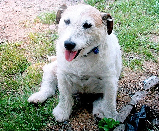 15. 2007 yılında George adındaki 9 yaşında bir Jack Russell Terrier’i, kendini üç pitbull’un önüne atarak oradaki 5 çocuğun hayatını kurtardı.
