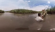Annesi Tarafından Terk Edilen Aslanı Kurtaran Adamın Aslanla Seneler Sonra Doğada Karşılaşması