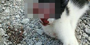 Sosyal Medyada Kan Donduran Görüntü: Bir Kişi, Kedinin Gözünü Oyup Fotoğrafını Paylaştı İddiası
