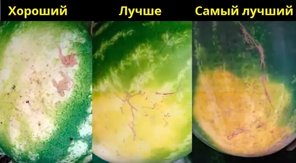 3. В чем же оно заключается? Просто посмотрите на пятно, оставшееся на арбузе от контакта с почвой.