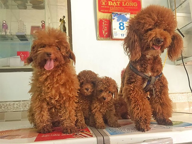 2 ay önce, bu aşk böceği köpekler, onlardan da tatlı yavru köpekleri dünyaya getirmiş!