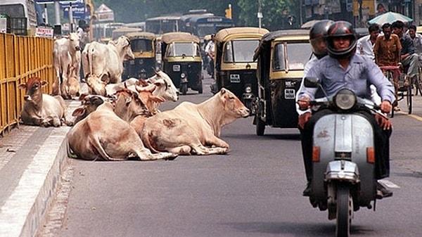 20. Hindistanlılar ineklere tapmaz ama inekler kutsal kabul edilir.