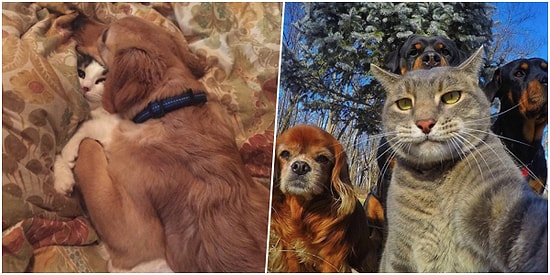 Kim Demiş Anlaşamazlar Diye? Minik Pisiciklerle Tatlı Köpüşlerin Aslında Dost Olduğunun 23 Kanıtı