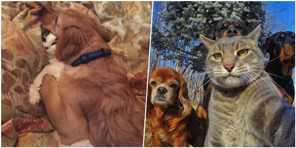 Kim Demiş Anlaşamazlar Diye? Minik Pisiciklerle Tatlı Köpüşlerin Aslında Dost Olduğunun 23 Kanıtı