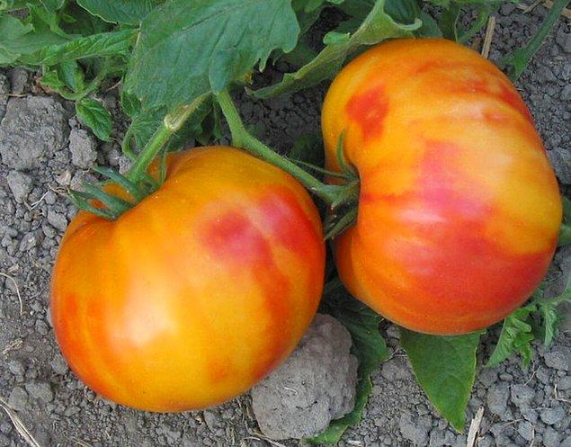 7. Ermeni domatesi hem sarı, hem kırmızı!