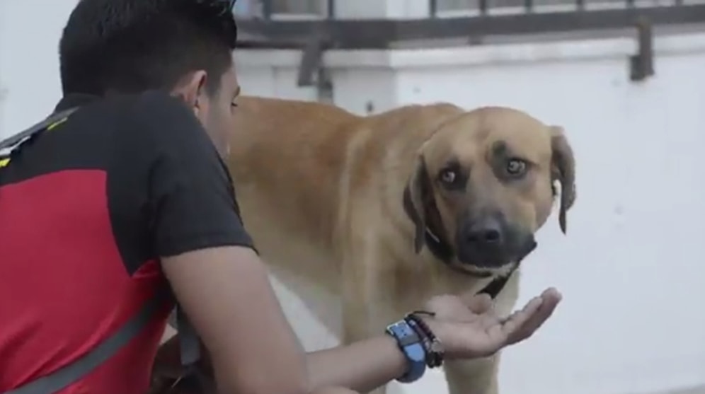 Minik Göztepelilerden Sokak Hayvanlarına Anlamlı Hareket