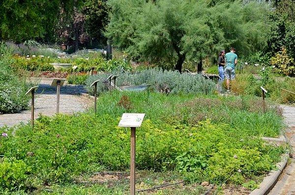 9. Zeytinburnu Tıbbi Bitkiler Bahçesi