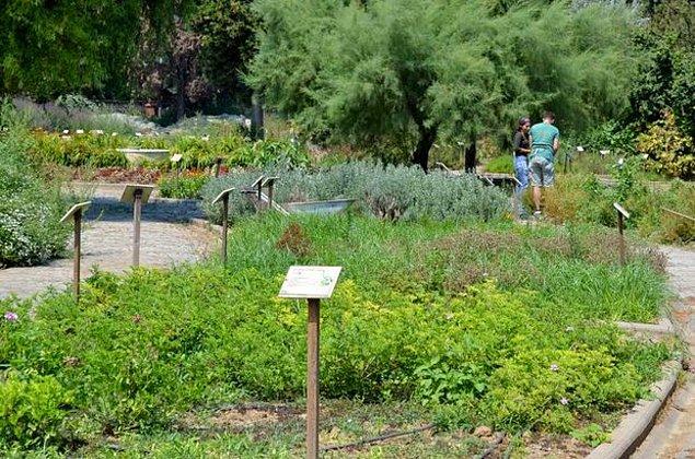 9. Zeytinburnu Tıbbi Bitkiler Bahçesi