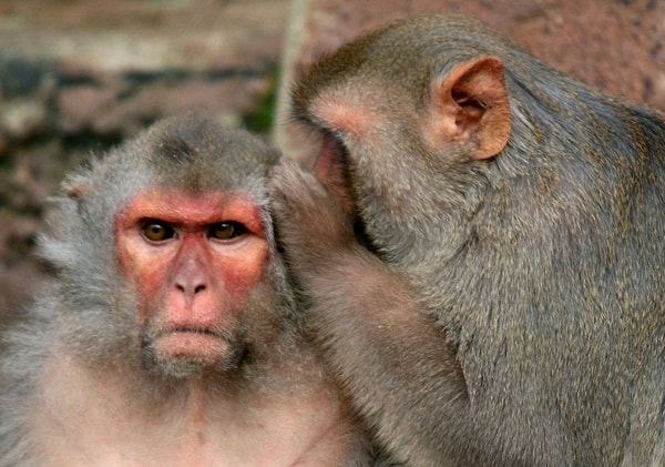 4. Как считаете, много ли у вас недоброжелателей?