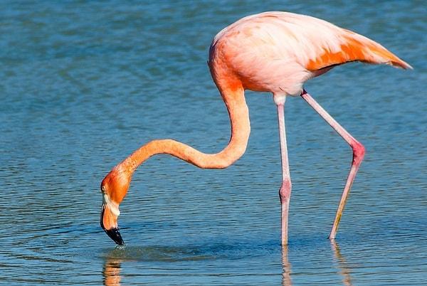 12. Her zaman tek eşli olan flamingolar...