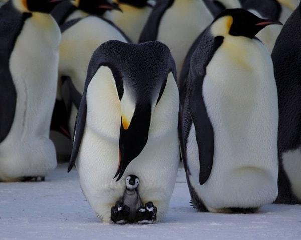 13. İmparator penguen, dişi yokken özefagustan ürettiği sütle yavrularını besleyebiliyor.