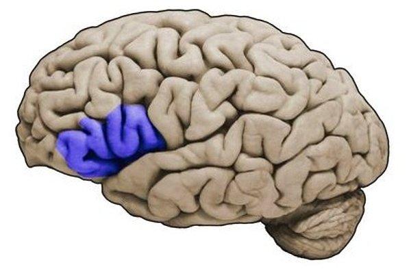 Temporal korteks olarak bilinen beynin ön kısmında yüzleri tanımayla ilgili 6 farklı alan belirlenmiş.