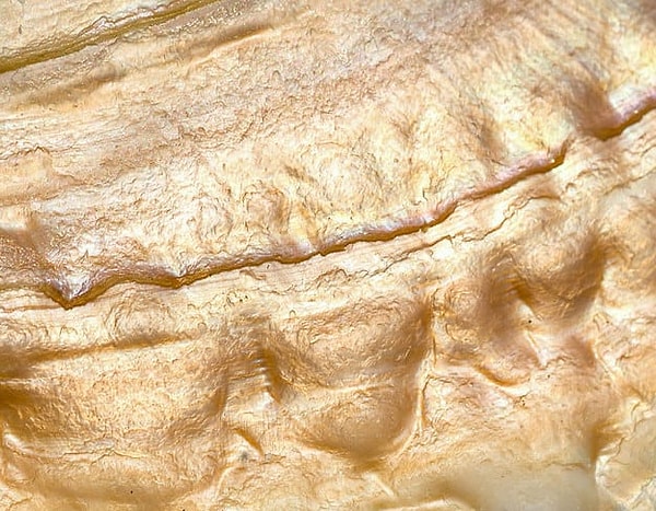 7. А что насчет этого фото? Что это может быть?