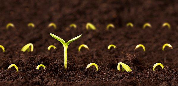 4. Tohum oluşumunu az çok anlayabildiysek, neden tohum toplamamız gerektiğini görelim.