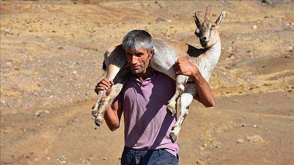 Yaralı hayvanı sırtlanıp köyüne getiren ve durumu yetkililere bildiren Değirmenci, keçinin tedavi edilmesini bekliyor..