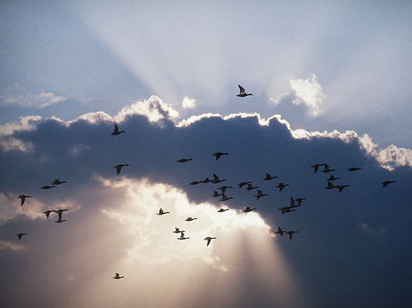 5. Выберите самую красивую птицу