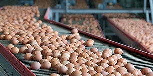 Türkiye'de de Rastlandığı İddia Edilmişti: Bakanlık Fipronilli Yumurta Tespit Edilmediğini Açıkladı