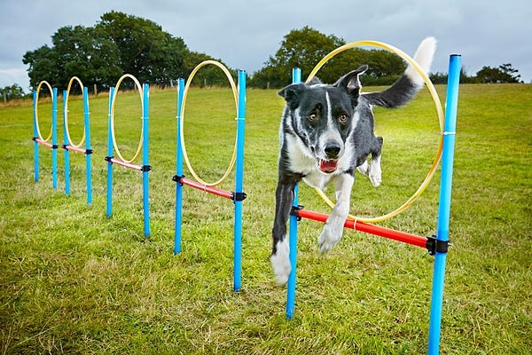 10. Нео быстрее всех преодолел слалом для собак из 10 обручей