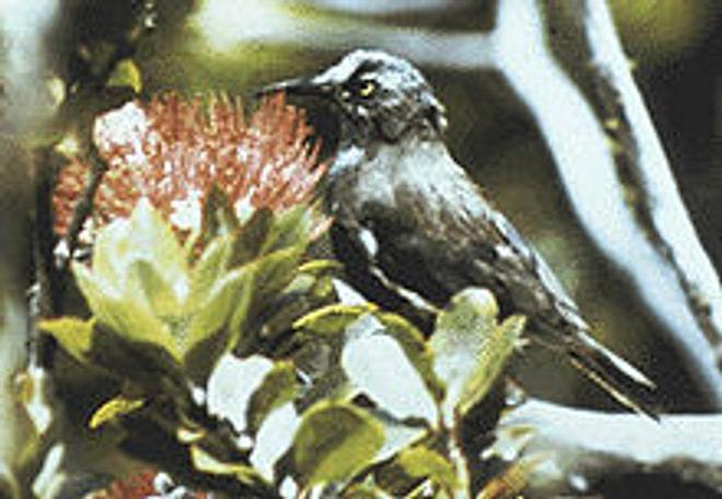 Nesli Tükenen Kauai Kuşunun Son Şarkısı