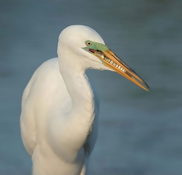 24. Breakfast, Great Egret (Kahvaltı, Büyük Ak Balıkçıl) - Cheryl Schneider, ABD, Detaya Verilen Dikkat Kategorisi