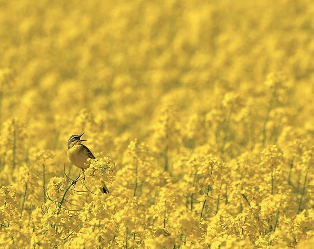 26. All In Yellow, Blue-headed Wagtail (Sarılar İçinde, Sarı Kuyruksallayan) - Robert Szafranek, Polonya, Çevredeki Kuşlar Kategorisi