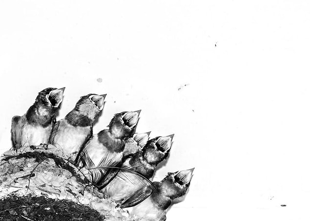 29. Swallow Chicks In Nest (Yuvadaki Kırlangıç Yavruları) - Joseph Anthony, Yaratıcı İmgeler Kategorisinde Şeref Ödülü