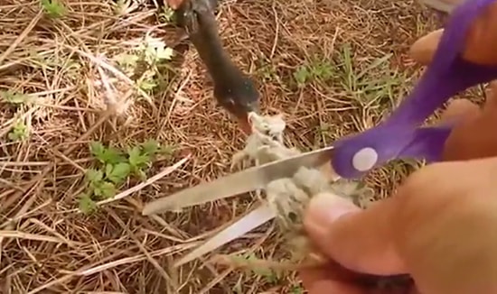 Gagasına İp Dolanan Kuşu Uzun Uğraşlar Sonucu Kurtaran Güzel İnsanlar