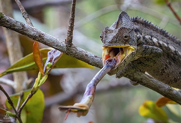 42. Смертоносный бросок😭