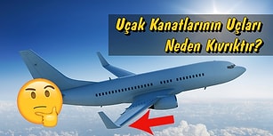 "Neden?" Sorusunu Sormayı Sevenleri Oldukça Tatmin Edecek 12 Aydınlatıcı Cevap