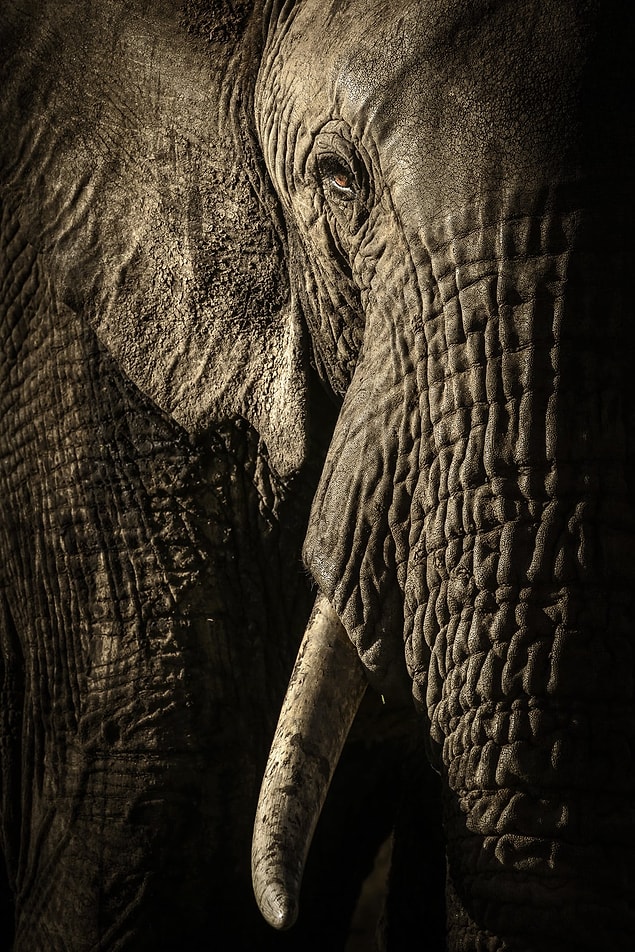 11. 📸 David Lloyd, Kenya