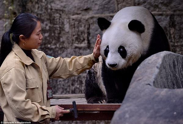 Adını, bulunduğu yerden aldı. Güzelim Basi aynı zamanda katarakt ameliyatı olan ve hiper tansiyon teşhisi konulan ilk panda olarak da tarihe geçti.