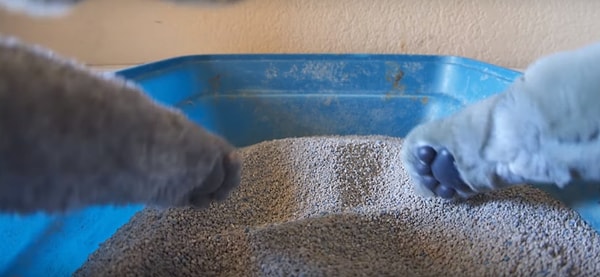 5. Избавляется от съеденных вкусняшек...