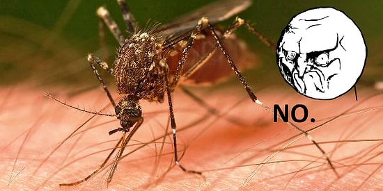 10 самых раздражающих насекомых, которых сразу хочется убить!