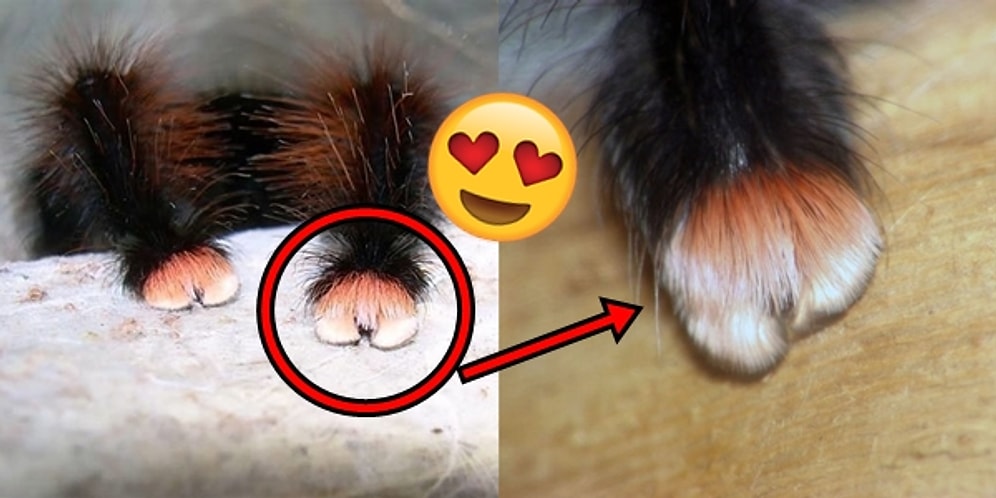 Hiç Örümcek Patisi Görmeyenler! İddia Ediyoruz Bu Minnoşluk Karşısında Şok Olacaksınız