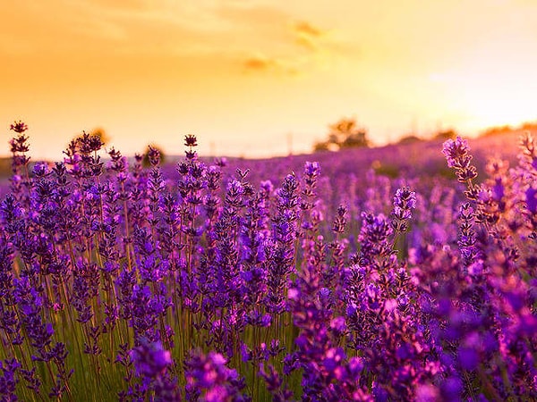 4. Продолжайте выбирать тот цвет, который привлекает ваше внимание больше всего: