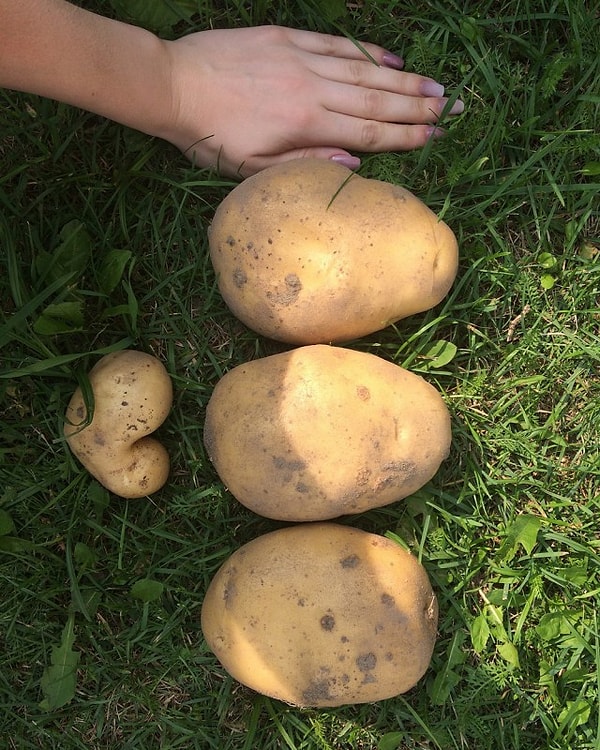 14. 3 ладошки и 💛!