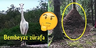 Olasılıklar Deryası Doğanın İçinde Bütün Muazzamlığıyla Vücut Bulmuş 20 İlginç Görüntü