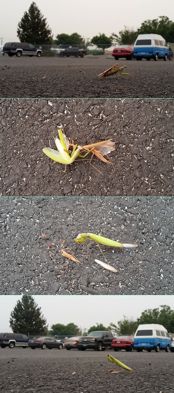 3. Спаривание с последующим съеданием партнера