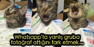 🐍 Derin Gıybetlerin Vazgeçilmez Adresi WhatsApp Grup Sohbetlerine Dair Her Şey...