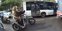 Rusya'da Motora Binen Ayı, Trafikte El Kol Hareketi Çekiyor