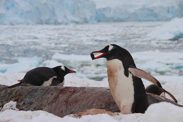 2. Erkek penguen dişiye gagasında bir taşla gidip 'evlenme teklif' eder.