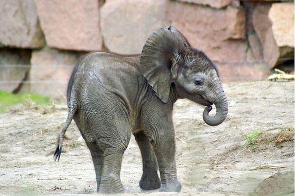 7. Filler yavruyken, tıpkı bebeklerin baş parmağını emdiği gibi hortumlarını emer.